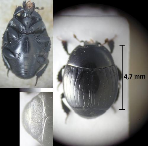 Margarinotus ventralis